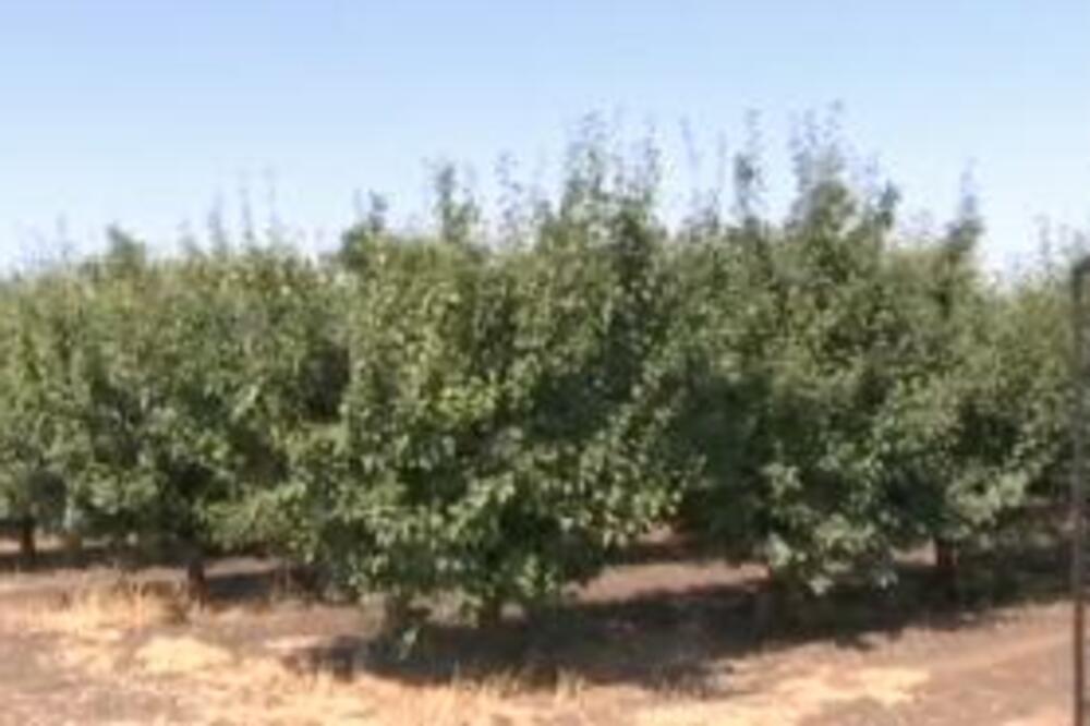 ZA SUBVENCIJE SE IZDVAJA OKO 400 MILIONA EVRA: "Građani mogu da budu mirni"