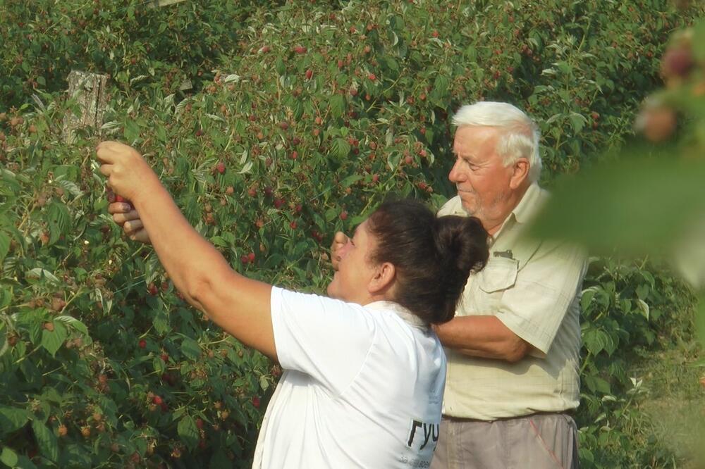 Mislili ste da se voće bere za siću? Srbi uzimaju i do 180.000 dinara mesečno, ovo je detaljna računica!