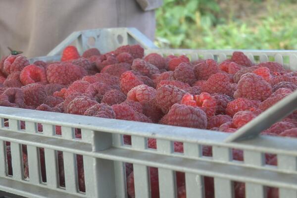 "ISPALI SMO KOLATERALNA ŠTETA": Proizvođači MALINA tvrde da su u TITANIKU i traže SPAS