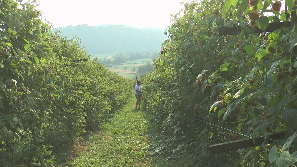 Maline, Berba malina