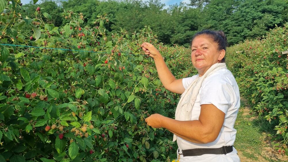 Maline, Berba malina