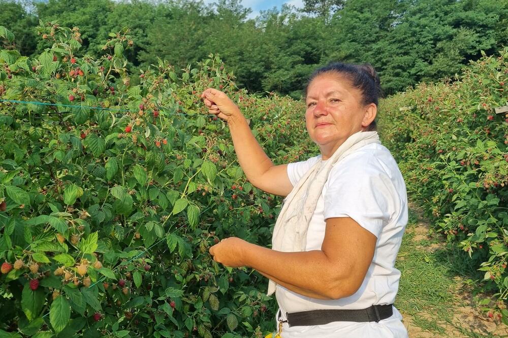 MILICA JE ŽENA ZMAJ: Za dan nabrala 136,5 KG MALINA i zaradila 15.000 dinara! Otkrila je njenu tajnu USPEHA (FOTO)