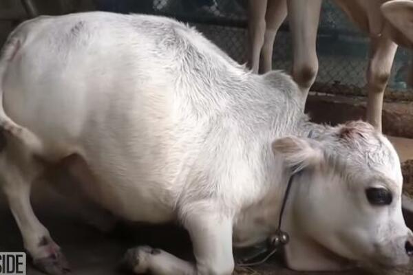 SVI POHRLILI U BANGLADEŠ DA VIDE NAJMANJU KRAVICU: Rani je visoka samo 20 CM! Bože, koliko je slatka! (VIDEO)