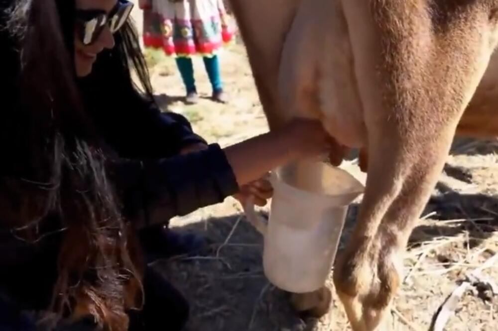 ZGODNA CICA HTELA DA POMUZE KRAVU, A ONDA JE SAČEKALO IZNENAĐENJE! Vi sa slabijim STOMAKOM - PRESKOČITE! (VIDEO)