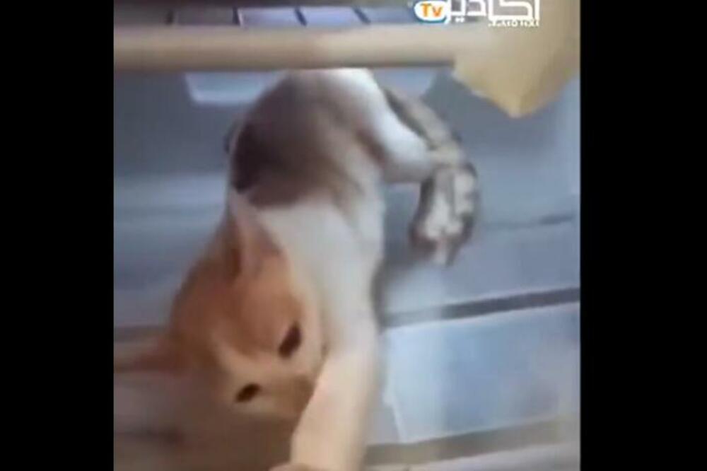 OVA MAČKA JE POBEDNIK! Na plus 40 je ušla U FRIŽIDER, sile nema da je neko izbaci odatle (VIDEO)