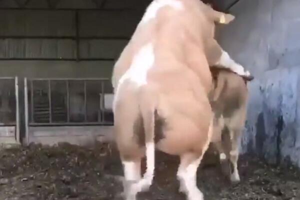 DEBELI BIK JE NAVALIO NA KRAVU, ali nije znao da će zbog ovog što je usledilo DA MU SE SMEJE CEO SVET! (VIDEO)