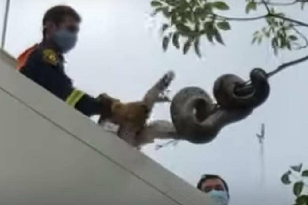 PRESELO IM: Dok su šetali parkom naišli su na najveću zmiju na svetu! Teška je preko 35 kg