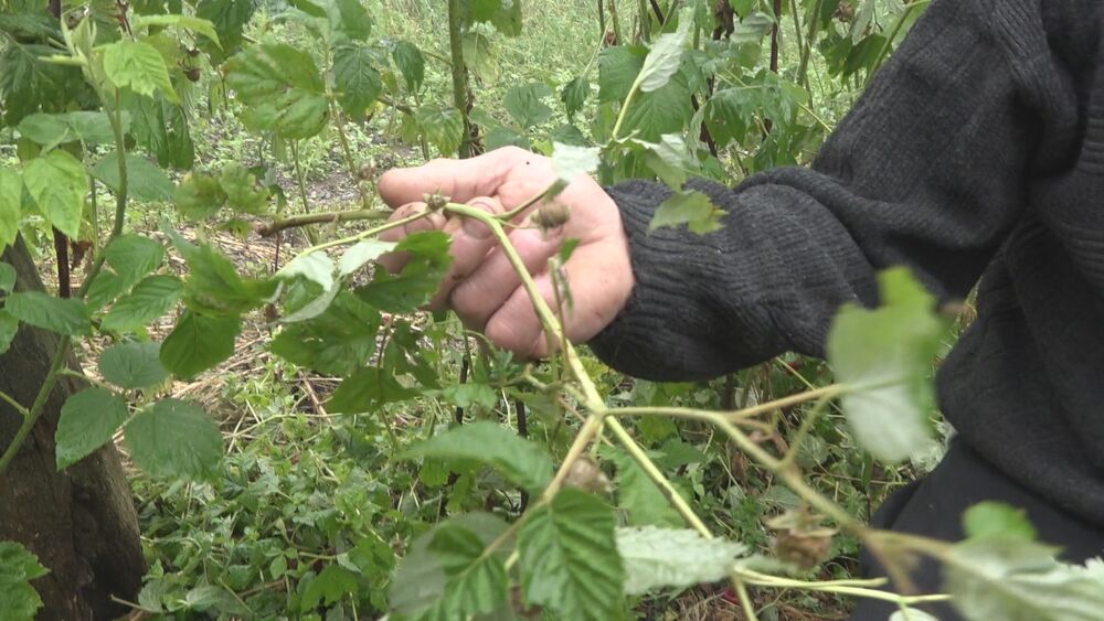 Malinjak, Nevreme, Blagomir Luković