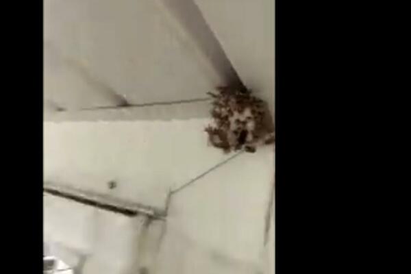 UKOLIKO VAS JE UJELA OSA, A NE ZNATE DA LI STE ALERGIČNI URADITE 1 STVAR: Biće vam LAKŠE!