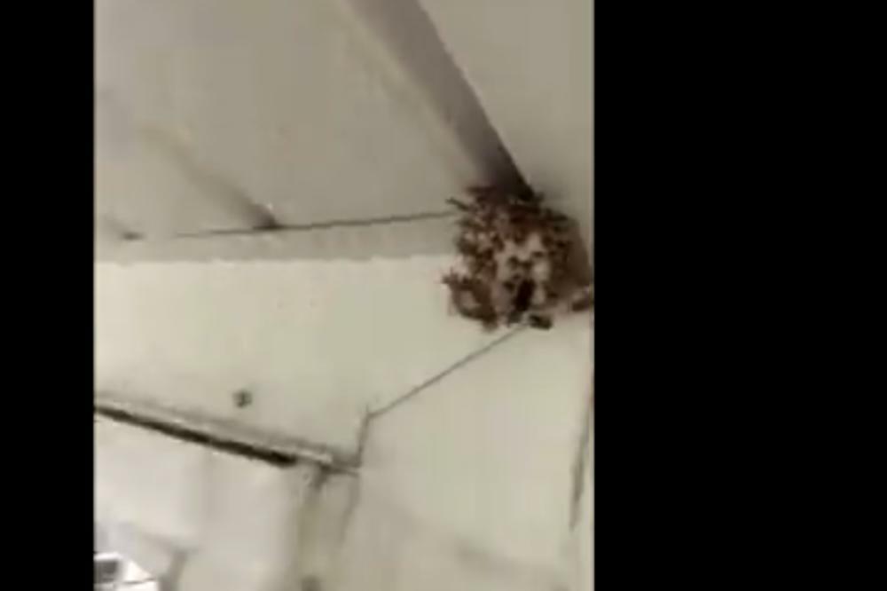 UKOLIKO VAS JE UJELA OSA, A NE ZNATE DA LI STE ALERGIČNI URADITE 1 STVAR: Biće vam LAKŠE!