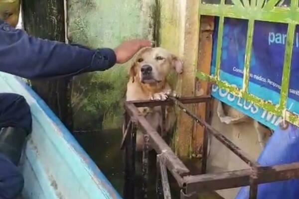 HUMANOST NA DELU: Dramatične akcije SPASIOCA kako iz poplava i požara izvlače ZABORAVLJENE kućne ljubimce! (VIDEO)