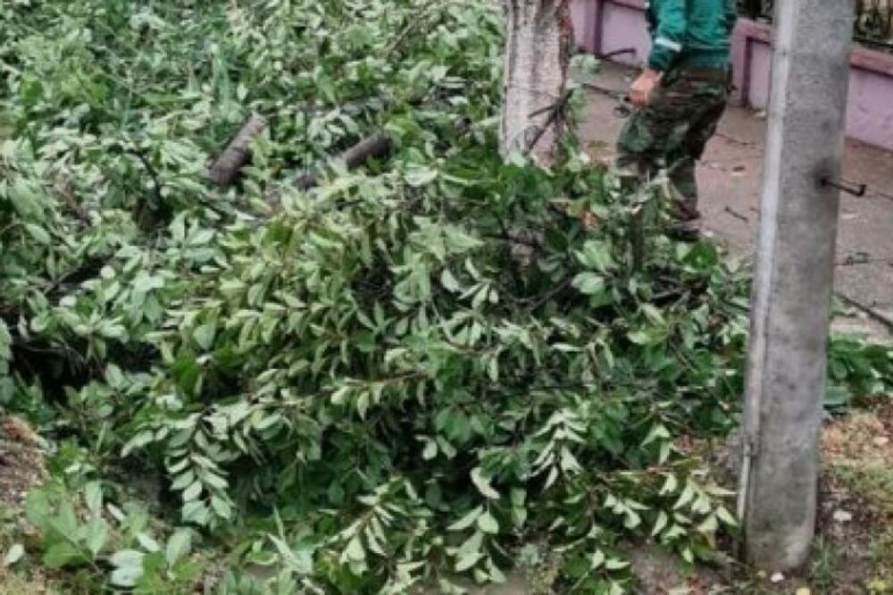 NEVREME NAPRAVILO NEVIĐENU ŠTETU: Radnici "Zelenila" u Novom Sadu i okolini saniraju nastalu štetu (FOTO)