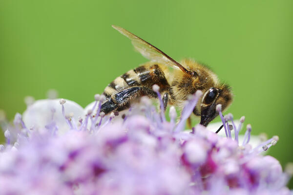 KAD BI NESTALE PČELE, LJUDI BI IZUMRLI ZA ČETIRI GODINE! Prirodnjak otkrio kako da sačuvamo ovo malo PRIRODE!