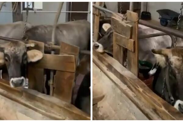 OVE ŽIVOTINJE IMAJU SKUPOCENI UKUS: Njihov izbor je KLASIČNA MUZIKA! (VIDEO)