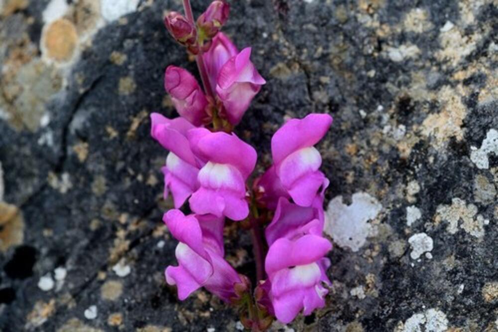 U VODU SIPAJTE JEDAN NEOBIČAN SASTOJAK I CVEĆE ĆE RASTI KAO LUDO: Ne postoji BOLJA PRIHRANA