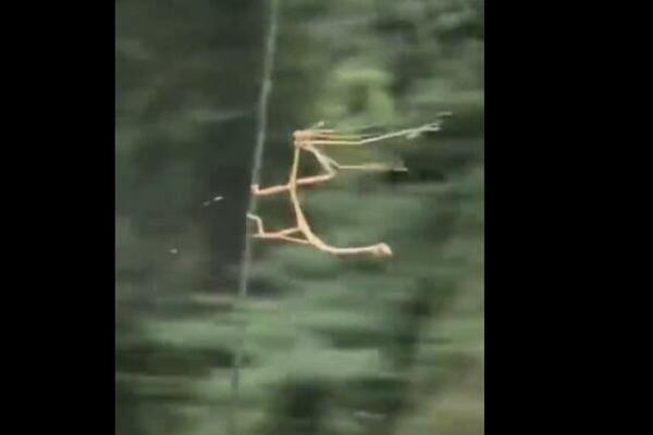 IZDRŽI, LEGENDO! Ovaj insekt je postao LJUBIMAC ljudi širom sveta, svi navijaju za njega! (VIDEO)