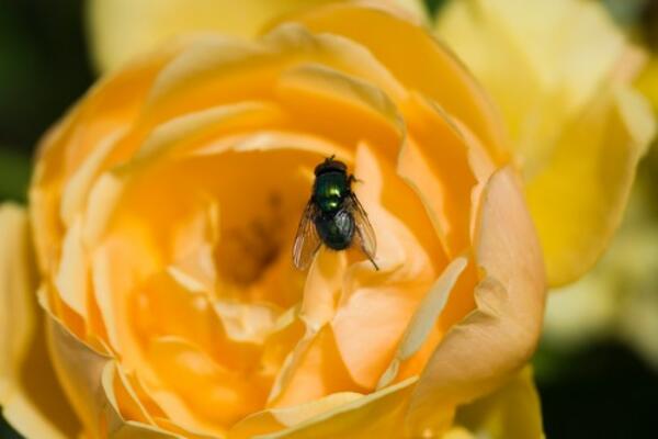 KO IMA OVO U KUĆI, MUVE KOD NJEGA NE ULAZE: Rešite se UPORNIH i DOSADNIH insekata LAKO!