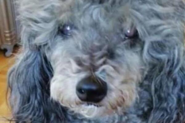 DA LI JE NEKO VIDEO LORU? Bila je na čuvanju u REKOVCU dok su vlasnici na moru! NALAZAČU SLEDI NAGRADA! (FOTO)