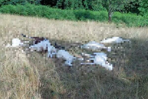 OVCE SU LETELE TRI METRA U VAZDUH: Grom usmrtio CELO STADO u selu kod Ivanjice (FOTO)