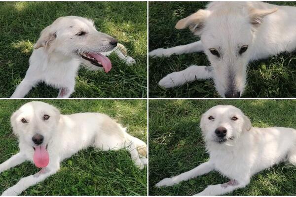 OVA BELA KUCA MOŽE DA UGINE UKOLIKO JE NEKO NE USVOJI: Ona želi da ŽIVI, pozovite OVAJ BROJ, HITNO!