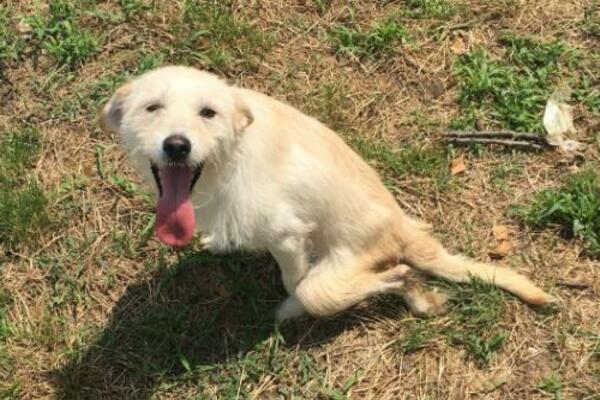 POZVALI SMO ZOOHIGIJENU KAKO BISMO SAZNALI ŠTA ĆE BITI SA PSOM KOJI ĆE NAVODNO BITI USPAVAN: Ovo je prava ISTINA!