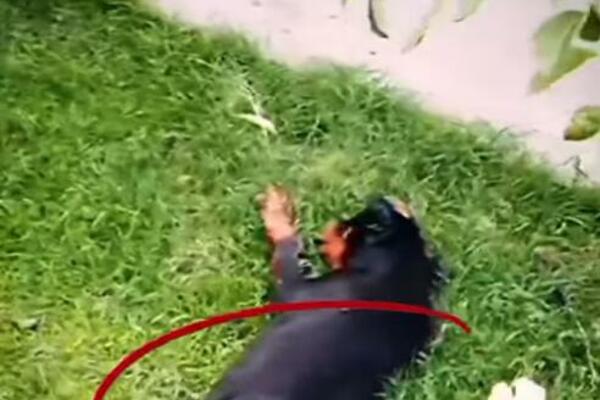 AMBULANTA IZ HOROR FILMA! LEVIJATAN OBJAVIO JEZIV SNIMAK: Psi u nehumanim uslovima, iskasapljeni! (UZNEMIRUJUĆE)