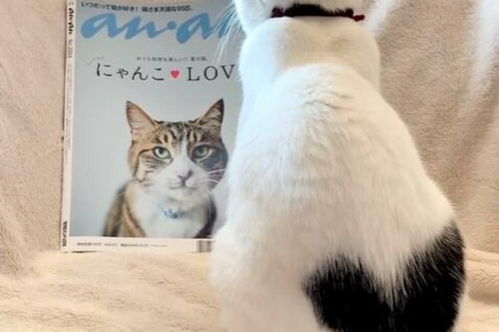 MACA IZ JAPANA ODUŠEVLJAVA SVOJE PRATIOCE: Gledaju u zanimljivo krzno i šape i NE VERUJU! (VIDEO)