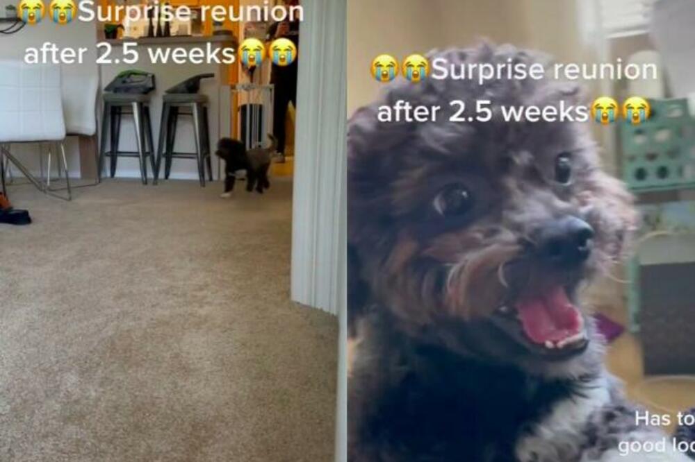 AKO STE TUŽNI, POGLEDAJTE KAKO SE OVA KUCA RADUJE VLASNIKU: Nisu se videli više od 2 nedelje, PRESLATKO! (VIDEO)
