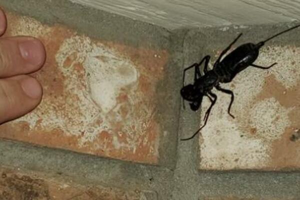 RAZMILELE SE U POTRAZI ZA HRANOM: Neobične bube uplašile stanovnike! (FOTO)