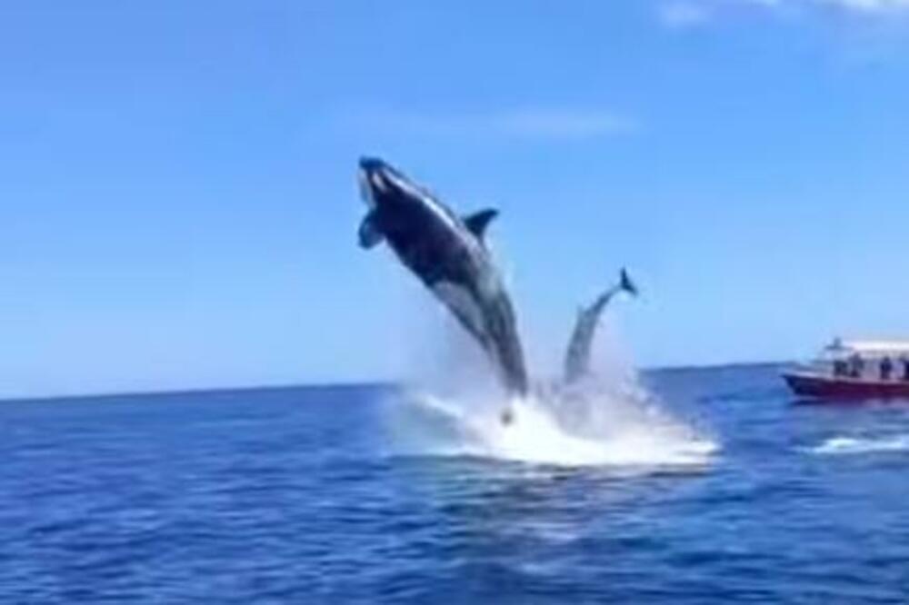 OVO NIKAD RANIJE NIJE VIĐENO: Kit ubica ISKOČIO 5 METARA IZ VODE i UNIŠTIO delfina, posmatrači u NEVERICI! (VIDEO)