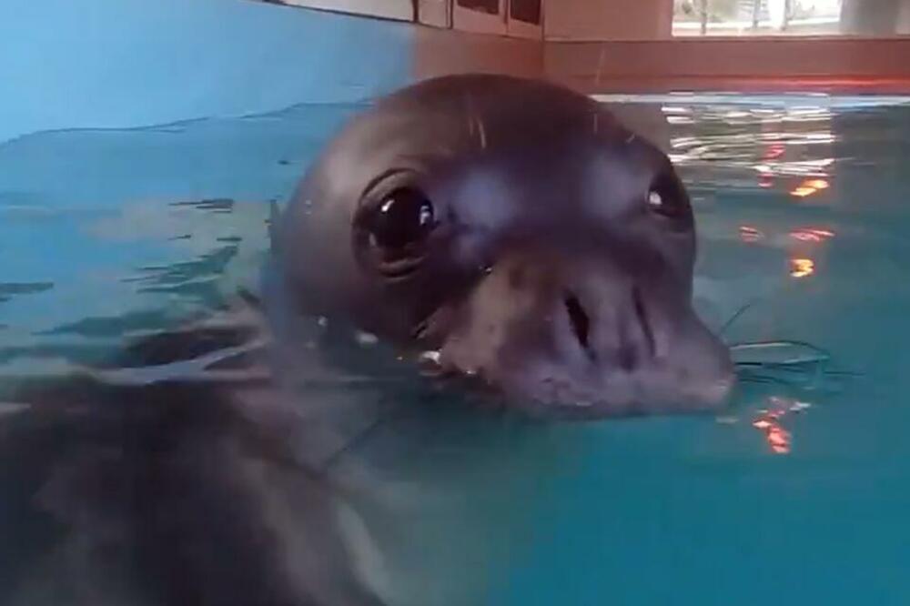 GRČKE VLASTI TRAGAJU ZA UBICOM! Radi se o ugroženim životinjama koje su simbol poznatog ostrva