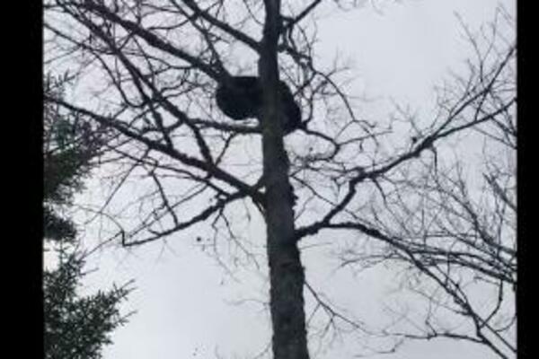 UPLAŠENI MEDVED POBEGAO NA DRVO OD LOVACA PA SE UNEREDIO PO JEDNOM OD NJIH: Padalo je sa svih strana! (VIDEO)