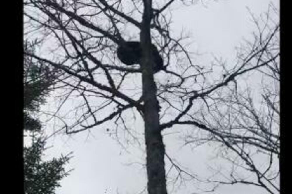 UPLAŠENI MEDVED POBEGAO NA DRVO OD LOVACA PA SE UNEREDIO PO JEDNOM OD NJIH: Padalo je sa svih strana! (VIDEO)