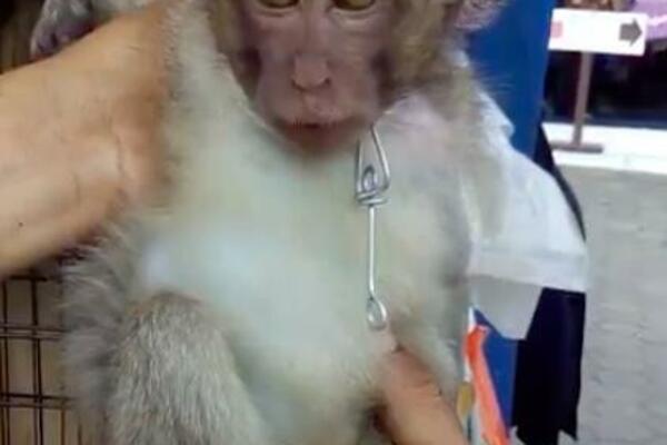 ŠOKANTNI SNIMCI SA PIJACA U AZIJI RAZBESNELI STRUČNJAKE: "Zatvorite ih dok ne stvore KOVID-21 virus! (VIDEO)