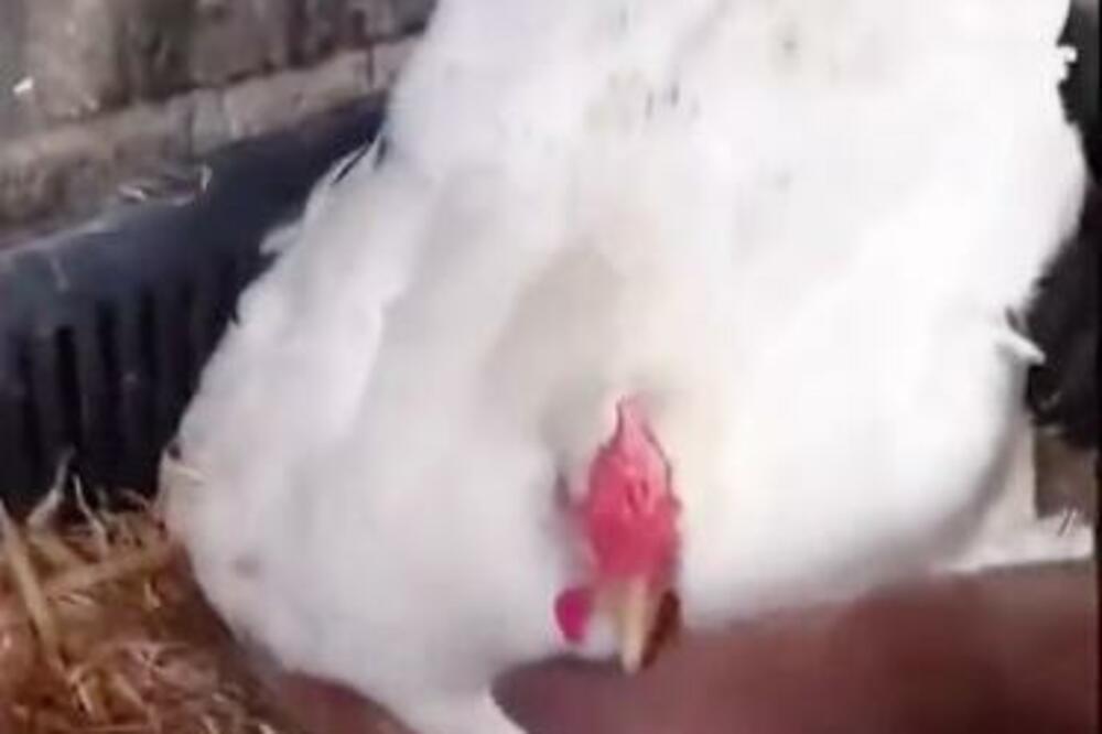 OVA BELA KOKA JE ZLATNA MAMA: Uradila je nešto NEVEROVATNO, vlasnica je sve SNIMILA! (VIDEO)