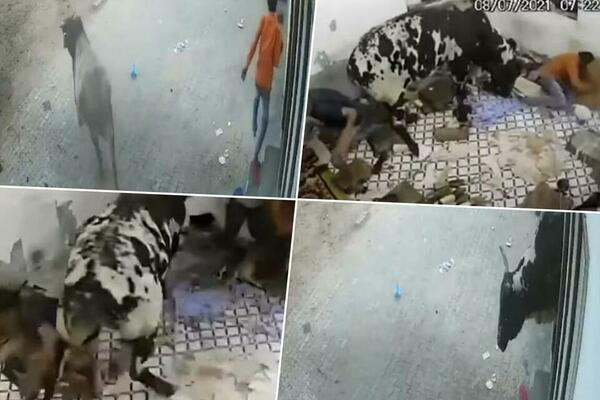 POLUDELI BIK ULETEO JE U STAN A ONDA JE POČEO PRAVI UŽAS: Gledajte na svoju odgovornost (UZNEMIRUJUĆI VIDEO)