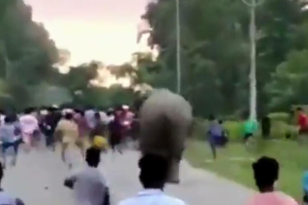 MEŠTANI PROVOCIRALI SLONOVE, SVE DOK IH JEDAN NIJE POJURIO! Izazvali paniku, a jedan ČOVEK preminuo u jurnjavi