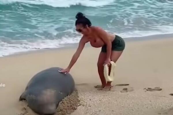UGROŽENA VRSTA: Turisti novčano kažnjeni zbog dodirivanja HAVAJSKE FOKE, strogo zabranjeno zakonom! (VIDEO)