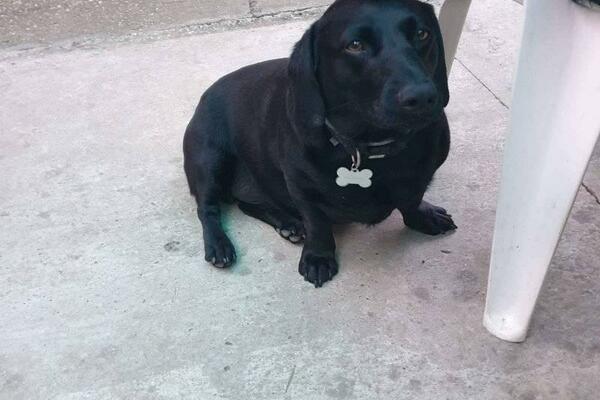 VLASNIK MU JE PREMINUO, OSTAO JE SAM: Badi ima 2 godine i traži NOVI DOM! UMILJAT JE, FIN I PUN LJUBAVI! (FOTO)