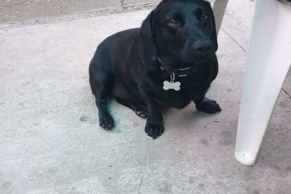 VLASNIK MU JE PREMINUO, OSTAO JE SAM: Badi ima 2 godine i traži NOVI DOM! UMILJAT JE, FIN I PUN LJUBAVI! (FOTO)