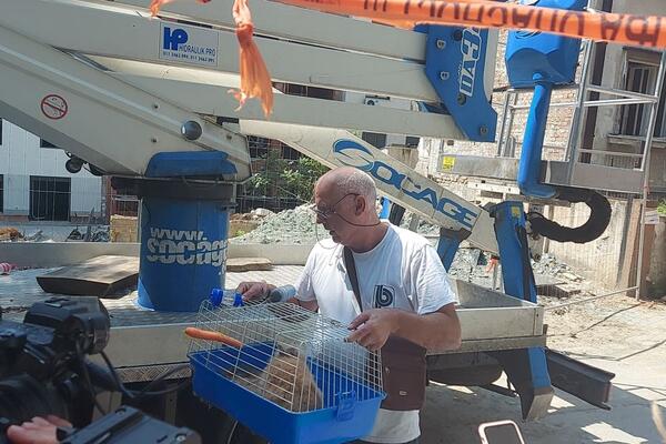 ZEC VILI JE PREŽIVEO DVE NEDELJE BEZ HRANE U SRUŠENOJ ZGRADI U VIDOVDANSKOJ: Upravo su ga IZVUKLI! (FOTO)