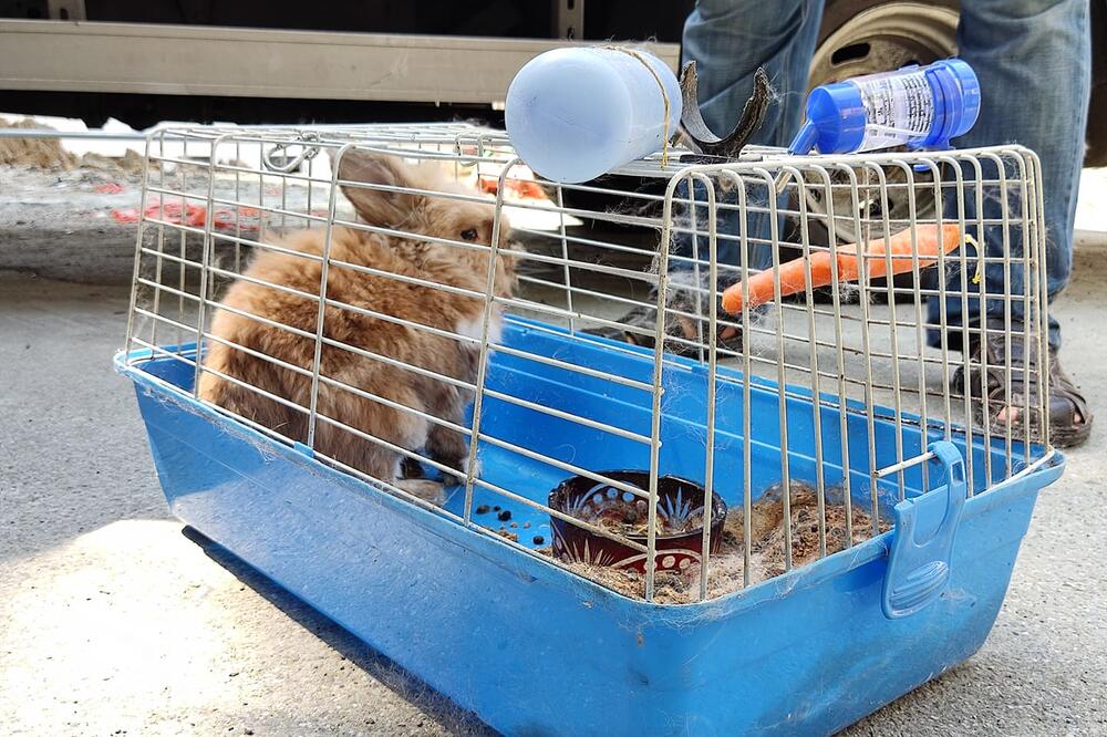 VETERINAR OTKRIO 3 ŽIVOTINJE KOJE NIKAKO NE TREBA DA IMATE KAO LJUBIMCE: Naročito ih se klonite ako IMATE DECU
