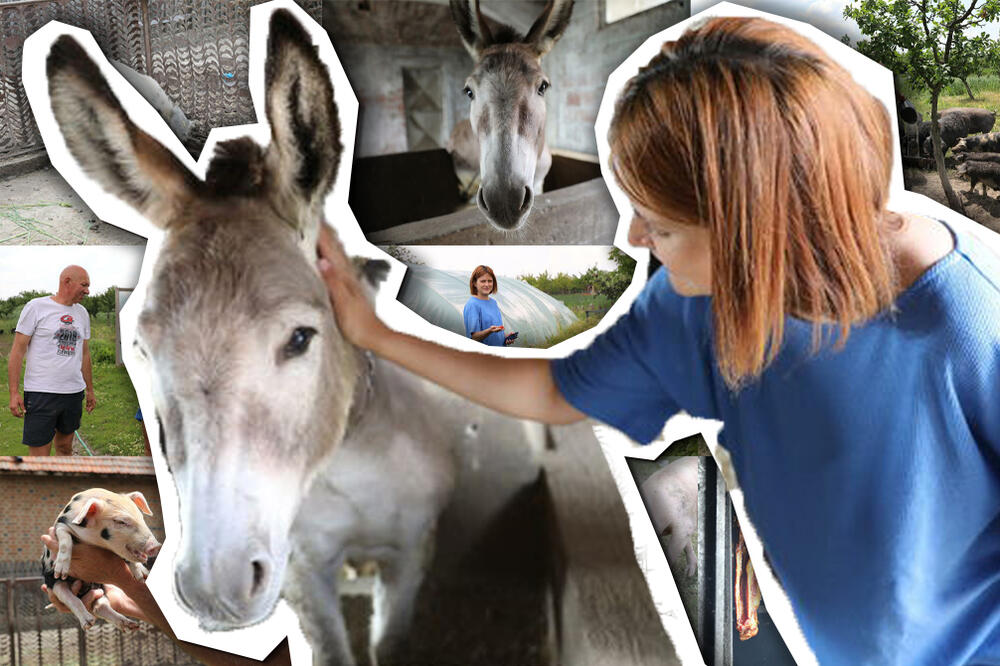 NA OVOM SRPSKOM IMANJU VODA KREĆE NA USTA! Jaja nisu depresivna, meso je domaće, a magarac je strogo zaštićen!