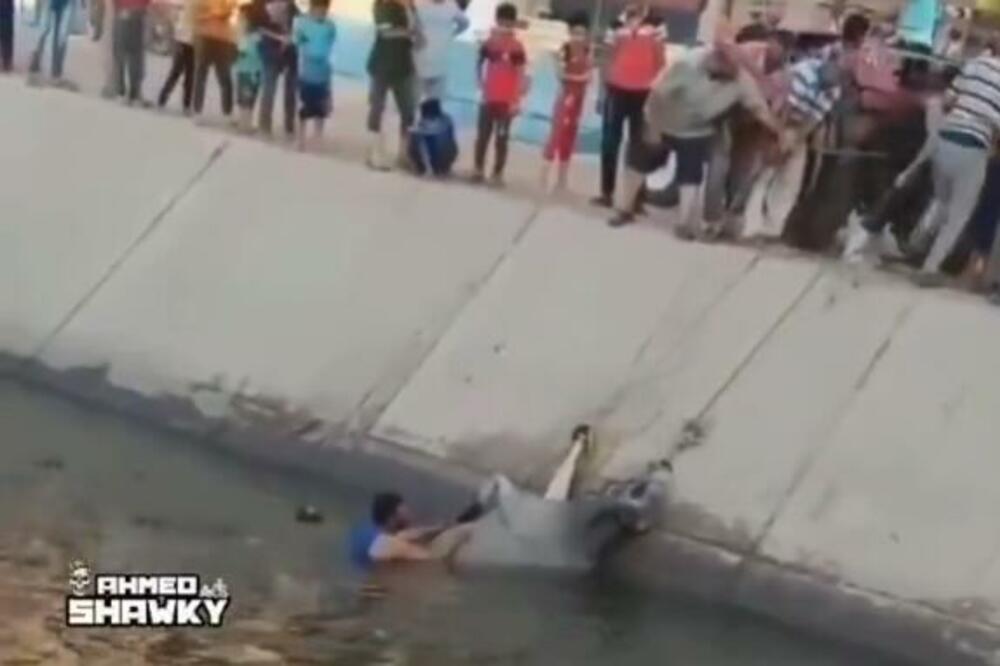 SPASILAČKA MISIJA KOJA SE ZAVRŠILA NAOPAKO: Razjarena KRAVA napala ljude nakon što su je IZVUKLI iz vode! (VIDEO)