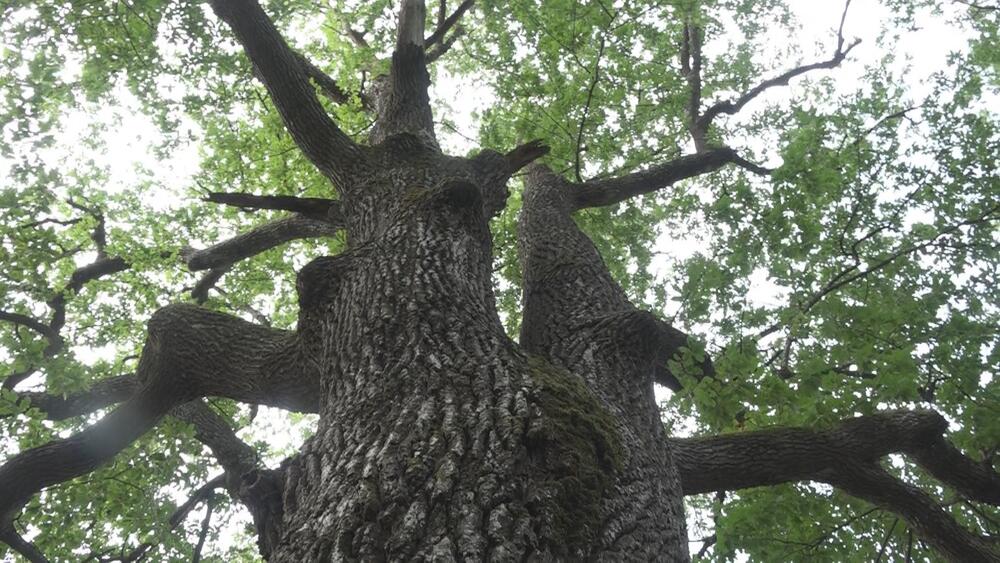 Hrastovi Carice Milice