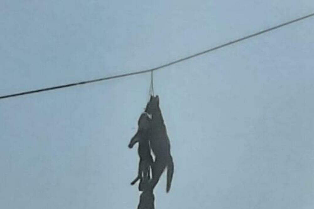 IDENTIFIKOVANI POČINIOCI ZLOSTAVLJANJA ŽIVOTINJA U SRBOBRANU: Dvojica maloletnika (16) odgovorna za JEZIV PRIZOR?