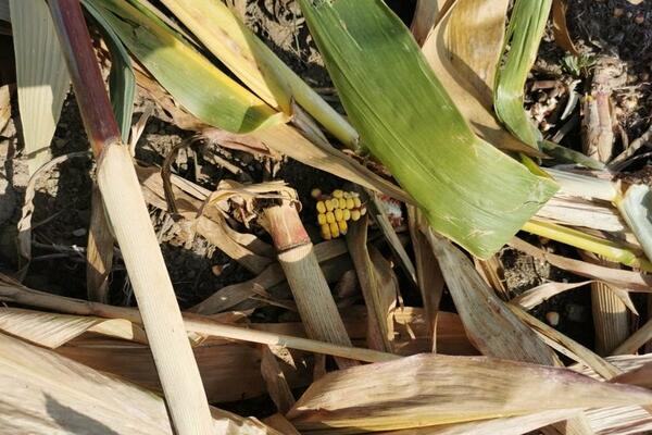 EVO ŠTA SE SADA DEŠAVA SA CENOM KUKURUZA: Saopštene su najnovije informacije