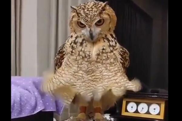 MERLIN MONRO SOVICA! Gospođica pozira dok joj se perje diže i vrti u KRUG! IMA OGROMNE NOGE, ONA JE HIT! (VIDEO)