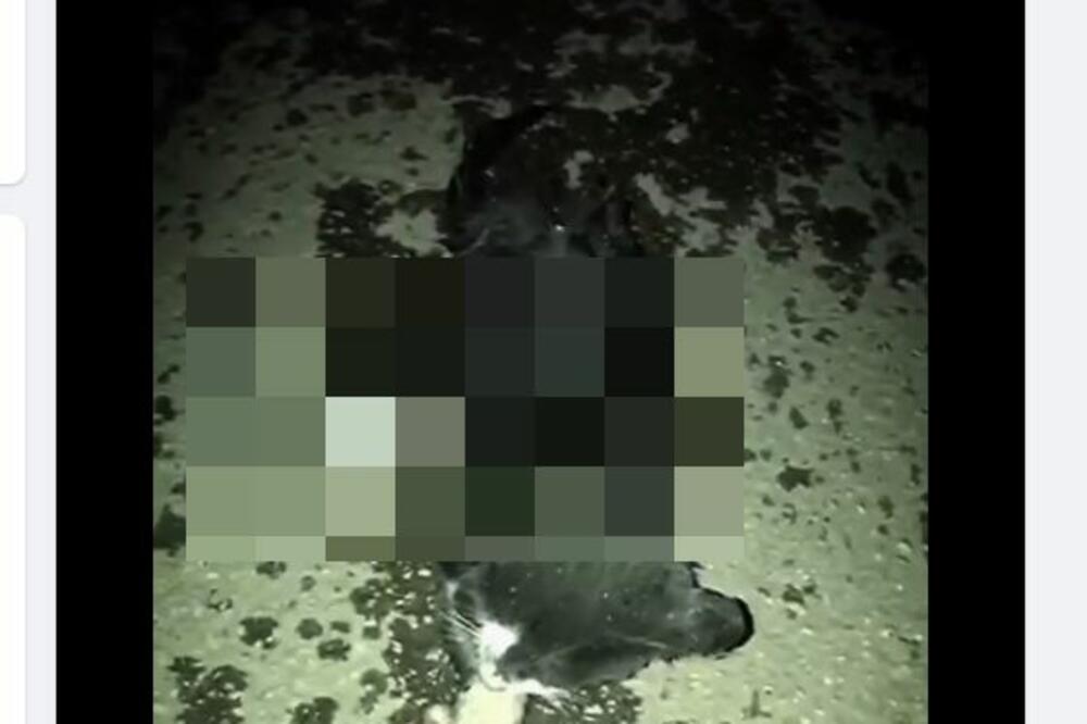 OVAJ SNIMAK MORA DA OBIĐE SRBIJU! Na njemu se vidi čisto zlo iz Ćuprije, veći užas nećete videti! (UZNEMIRUJUĆE)