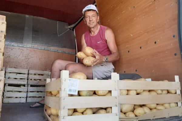 SLAĐAN ĐORĐEVIĆ SE POHVALIO DŽINOVSKIM KROMPIROM IZ SVOJE BAŠTE U TOPOLI: Plodovi teže i do KILOGRAM (FOTO)